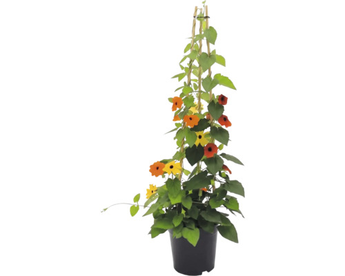 Thunbergia alata în ghiveci cu suport de bambus, flori galbene și portocalii cu centrul închis la culoare.