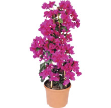 Bougainvillea cu bractee roz în ghiveci cu suport din bambus.