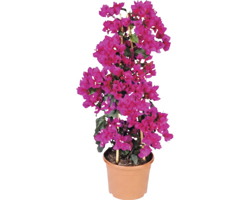 Bougainvillea cu bractee roz în ghiveci cu suport din bambus.