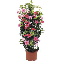 Dipladenia Mandevilla cu flori roz, frunze lucioase și suport pentru cățărare în ghiveci de plastic maro.