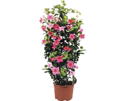 Dipladenia Mandevilla cu flori roz, frunze lucioase și suport pentru cățărare în ghiveci de plastic maro.