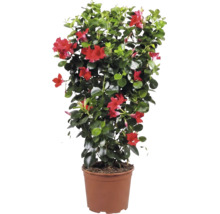 Dipladenia Mandevilla cu flori roșii și frunze verzi într-un ghiveci maro.