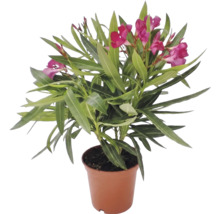 Leandru Nerium oleander cu flori roz în ghiveci