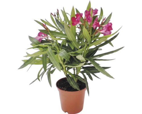 Leandru Nerium oleander cu flori roz în ghiveci