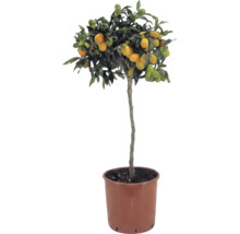 Kumquat pe tulpină Citrus japonica cu fructe portocalii și frunze verzi în ghiveci de plastic maro.