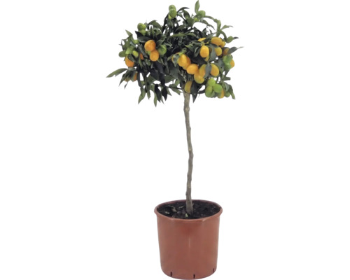 Kumquat pe tulpină Citrus japonica cu fructe portocalii și frunze verzi în ghiveci de plastic maro.