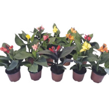 Diverse plante de Canna în ghivece cu flori în culori precum roșu, galben și portocaliu și frunze mari, verzi.