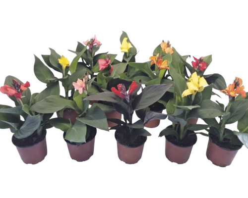 Diverse plante de Canna în ghivece cu flori în culori precum roșu, galben și portocaliu și frunze mari, verzi.