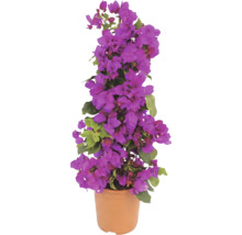 Bougainvillea înflorită într-un ghiveci de culoarea teracotei, formă piramidală cu bractee violete și frunze verzi.