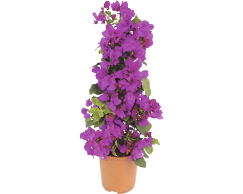 Bougainvillea înflorită într-un ghiveci de culoarea teracotei, formă piramidală cu bractee violete și frunze verzi.
