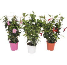 Trei plante Mandevilla, Dipladenia, cu flori roz, albe și roșii în ghivece colorate din plastic, cu suporturi din bambus.