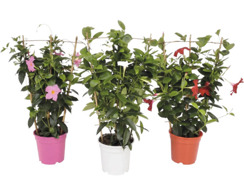 Trei plante Mandevilla, Dipladenia, cu flori roz, albe și roșii în ghivece colorate din plastic, cu suporturi din bambus.