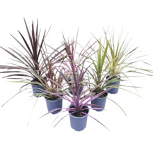 Șase plante Cordyline cu frunze în formă de sabie, în diverse culori, în ghivece de plastic.