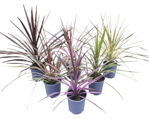 Șase plante Cordyline cu frunze în formă de sabie, în diverse culori, în ghivece de plastic.