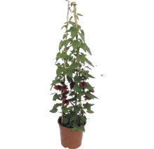 Thunbergia alata cu flori portocalii pe un spalier de bambus în ghiveci.