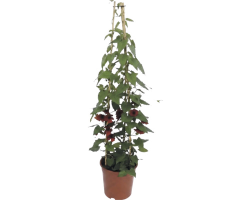 Thunbergia alata cu flori portocalii pe un spalier de bambus în ghiveci.