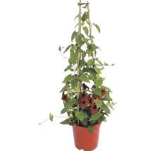 Planta cățărătoare Thunbergia alata cu flori roșii într-un ghiveci, pe un suport din bambus.