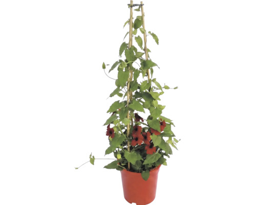 Planta cățărătoare Thunbergia alata cu flori roșii într-un ghiveci, pe un suport din bambus.