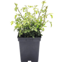 Trandafir FloraSelf Rosa x Hybride 'The Fairy' H 10-30 cm Co 3 L