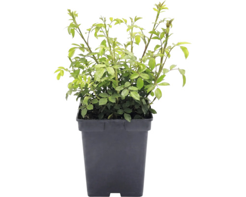 Trandafir FloraSelf Rosa x Hybride 'The Fairy' H 10-30 cm Co 3 L