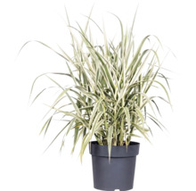 FloraSelf Arundo donax ‘Variegata’ , H 40/60 cm