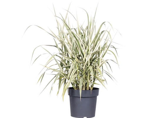 FloraSelf Arundo donax ‘Variegata’ , H 40/60 cm