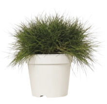 Iarbă decorativă FloraSelf Festuca gautieri 'AmiGreen' H 10-25 cm Co 2 L, 3 buc.
