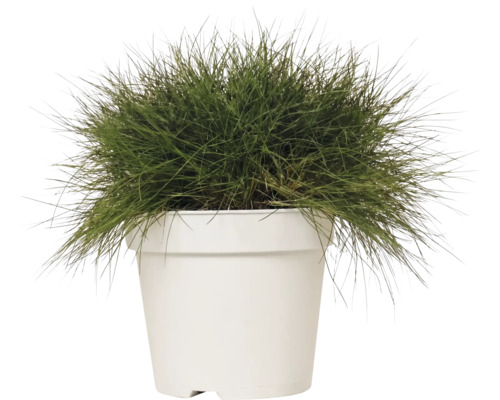 Iarbă decorativă FloraSelf Festuca gautieri 'AmiGreen' H 10-25 cm Co 2 L, 3 buc.