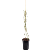 Trandafir FloraSelf 'New Dawn' H 50-80 cm Co 3 L