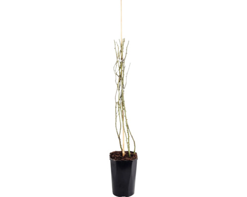 Trandafir FloraSelf 'New Dawn' H 50-80 cm Co 3 L