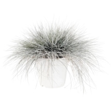Iarba albastră FloraSelf Festuca glauca 'Intense Blue' H 10-25 cm Co 2 L