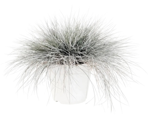 Iarba albastră FloraSelf Festuca glauca 'Intense Blue' H 10-25 cm Co 2 L