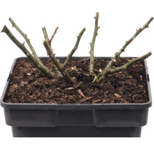 Trandafir FloraSelf Rosa x Hybride 'The Fairy' H 10-30 cm Co 3 L