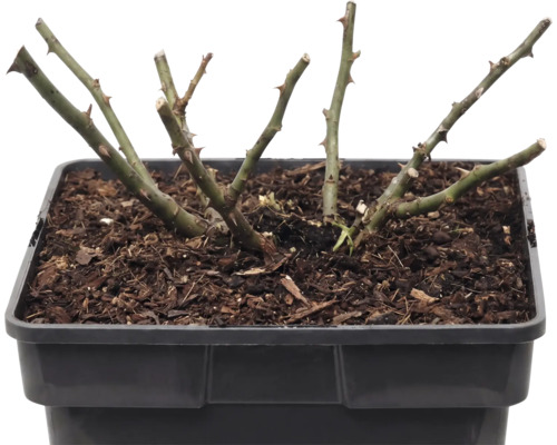 Trandafir FloraSelf Rosa x Hybride 'The Fairy' H 10-30 cm Co 3 L