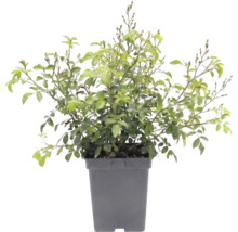 Trandafir FloraSelf Rosa x Hybride 'The Fairy' H 10-30 cm Co 3 L