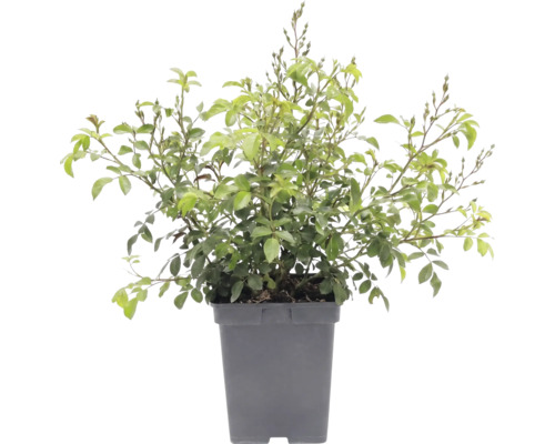 Trandafir FloraSelf Rosa x Hybride 'The Fairy' H 10-30 cm Co 3 L