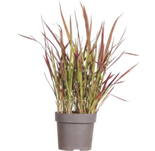 Iarbă roșie FloraSelf Imperata cylindrica var. koenig 'Red Baron' H 5-15 cm ghiveci Ø 14 cm