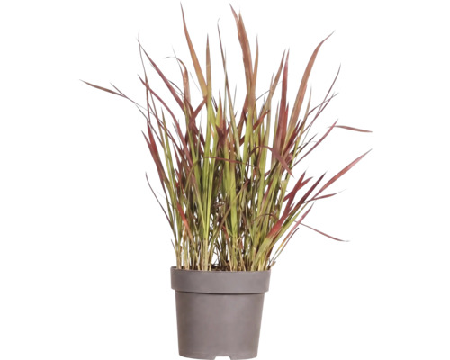 Iarbă roșie FloraSelf Imperata cylindrica var. koenig 'Red Baron' H 5-15 cm ghiveci Ø 14 cm