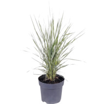 Ierburi FloraSelf Mix Co 10 L, diferite sortimente