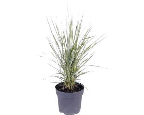 Ierburi FloraSelf Mix Co 10 L, diferite sortimente