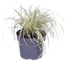 Ierburi FloraSelf Mix Co 10 L, diferite sortimente