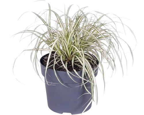 Ierburi FloraSelf Mix Co 10 L, diferite sortimente