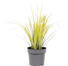 Ierburi FloraSelf Mix Co 10 L, diferite sortimente