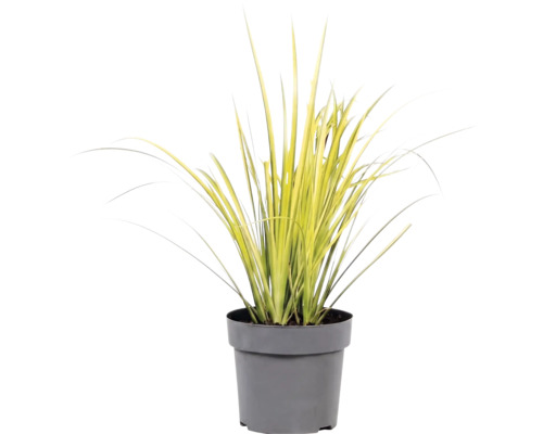 Ierburi FloraSelf Mix Co 10 L, diferite sortimente