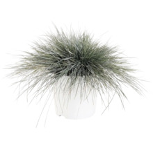 Iarba albastră FloraSelf Festuca glauca 'Intense Blue' H 15-30 cm Co 5 L