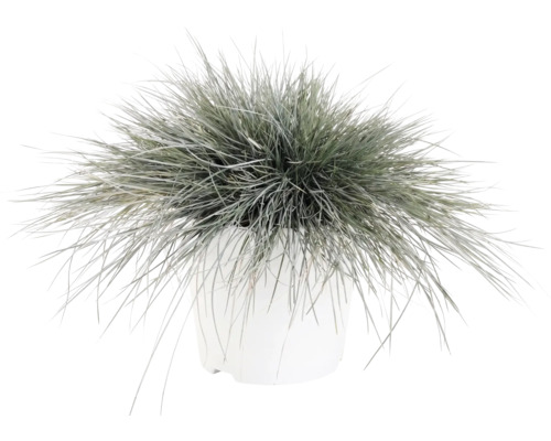 Iarba albastră FloraSelf Festuca glauca 'Intense Blue' H 15-30 cm Co 5 L