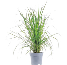 Ierburi FloraSelf Mix Co 10 L, diferite sortimente