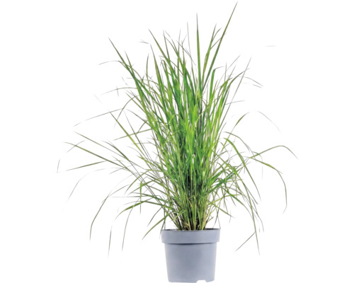 Ierburi FloraSelf Mix Co 10 L, diferite sortimente