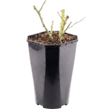 Trandafir FloraSelf 'Hansestadt Rostock' H 15-60 cm Co 3 L