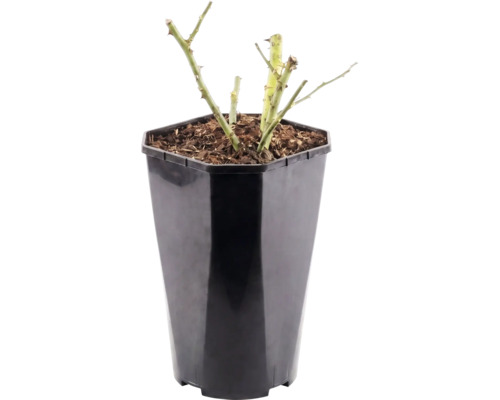 Trandafir FloraSelf 'Hansestadt Rostock' H 15-60 cm Co 3 L